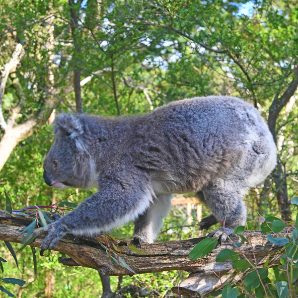 koala