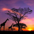 capetown_giraffe capetown_giraffe