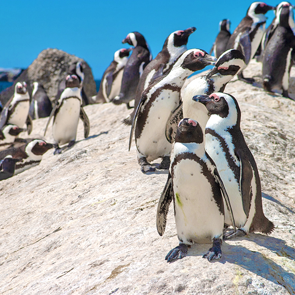 penguins